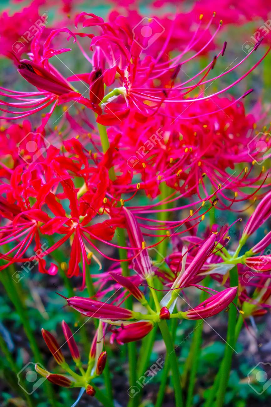レッド スパイダー リリー リコリス ラジアータ クラスター彼岸花 Higanbana の写真素材 画像素材 Image