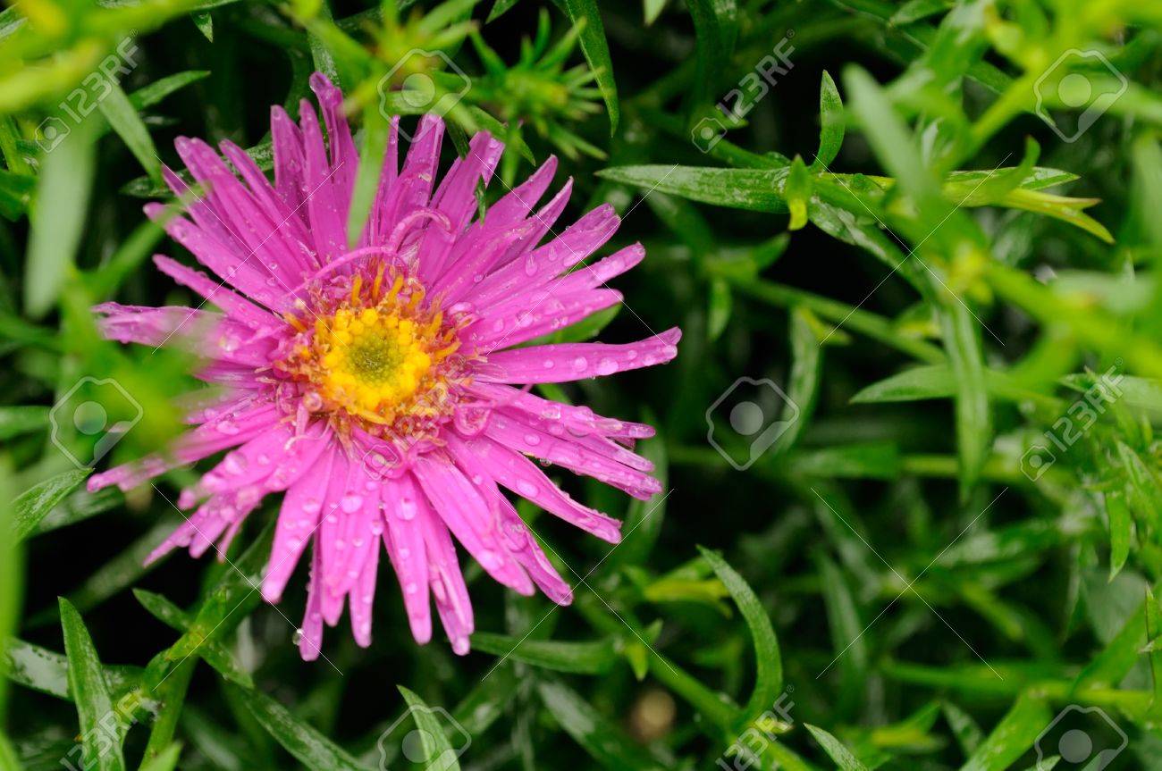 pink aster flower with