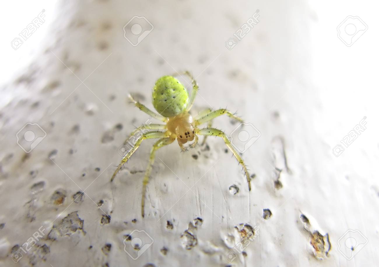 六つ目の緑色のクモエネルギー の写真素材 画像素材 Image