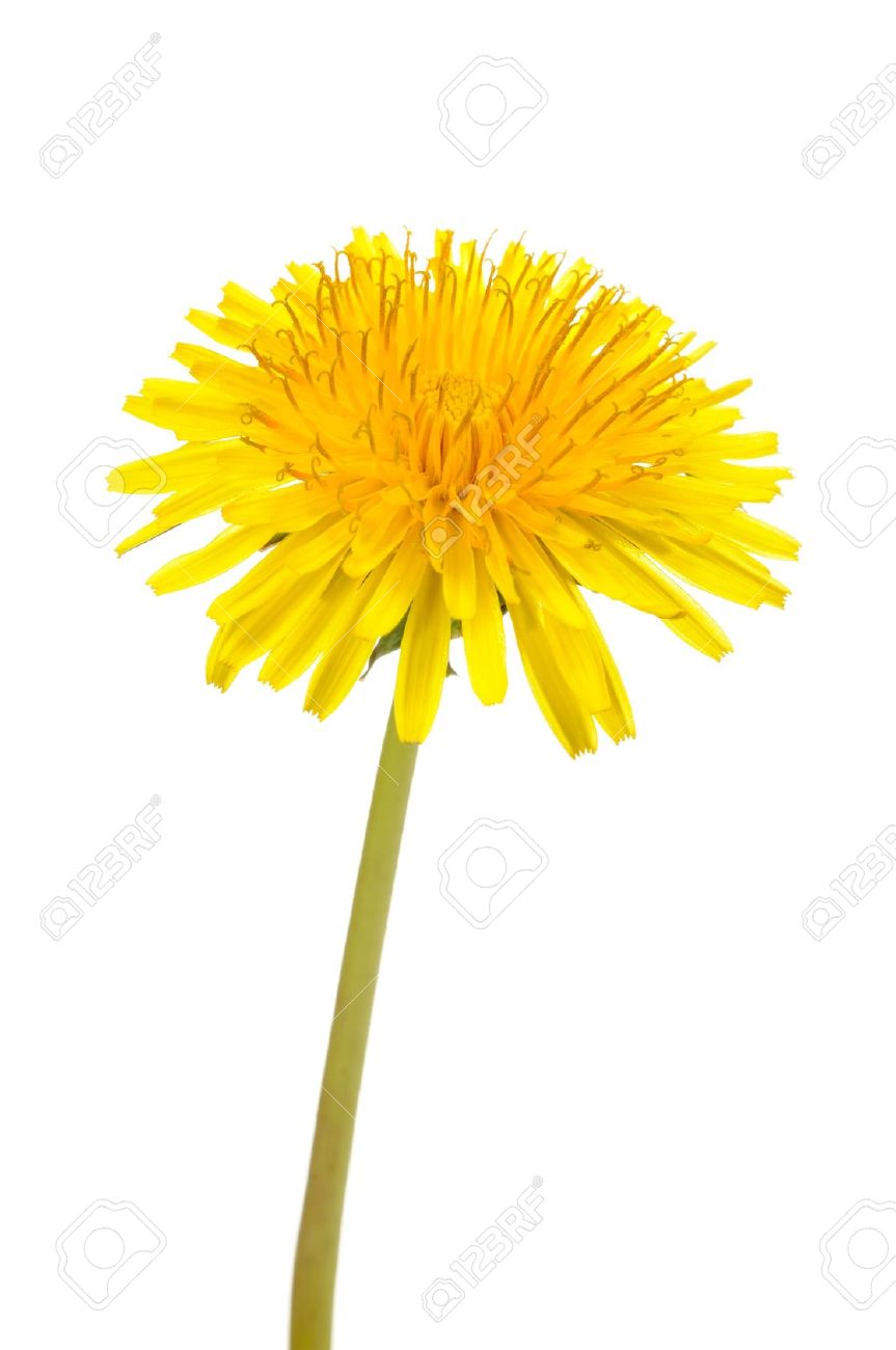 Yellow Dandelion (Taraxacum Officinale) Flower on White Background - 15684759 Yellow Dandelion (Taraxacum Officinale) Flower on White Background - 15684759