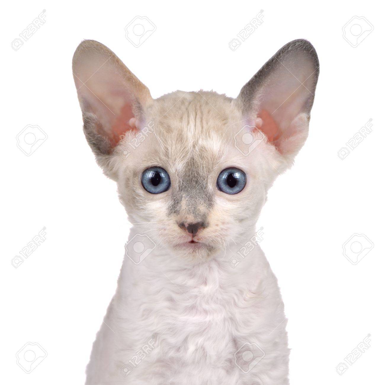 cornish rex price
