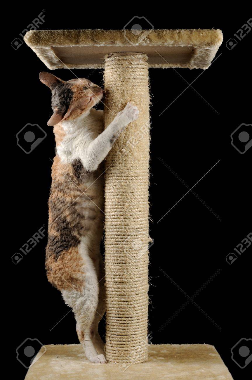 cat hugging scratching post