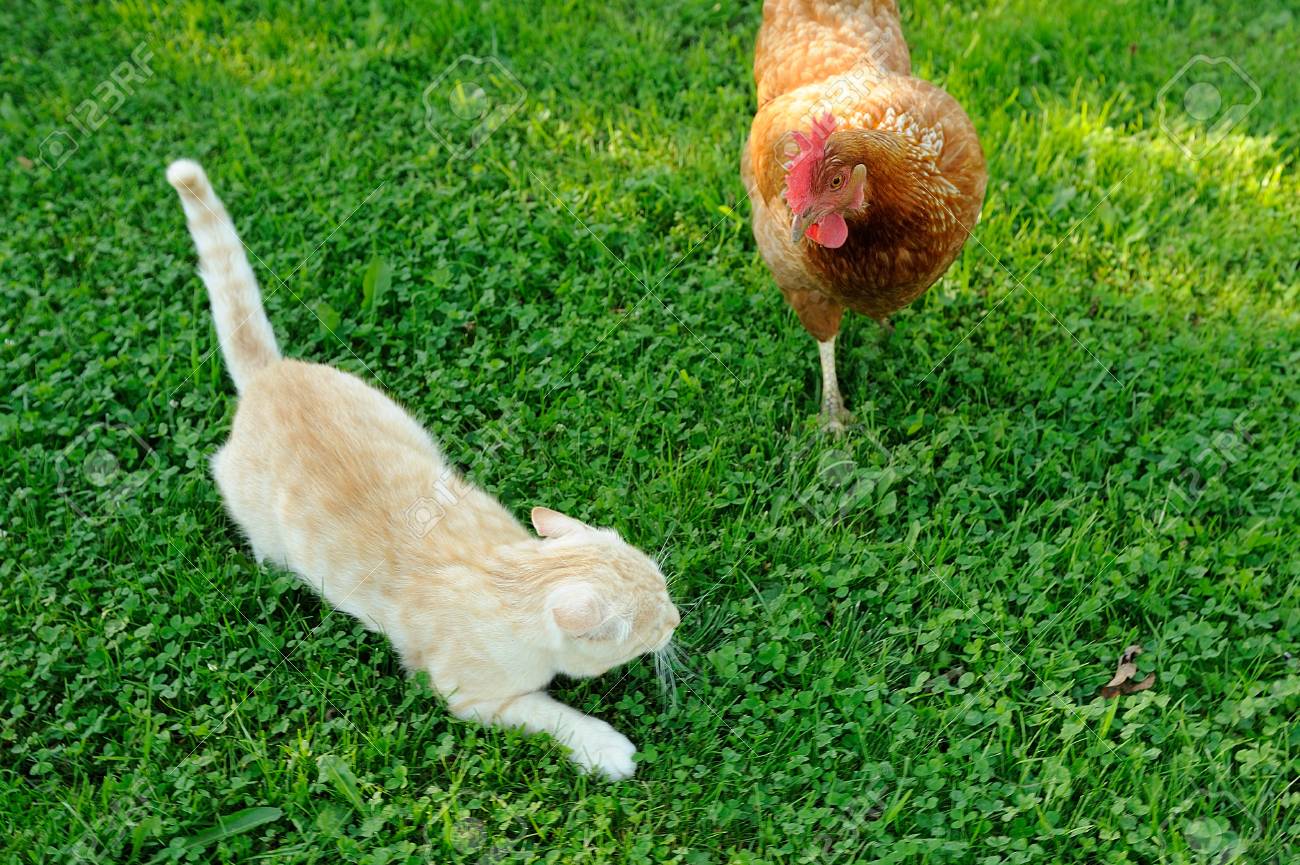 Cat Attaque Par Poulet Banque D Images Et Photos Libres De Droits Image