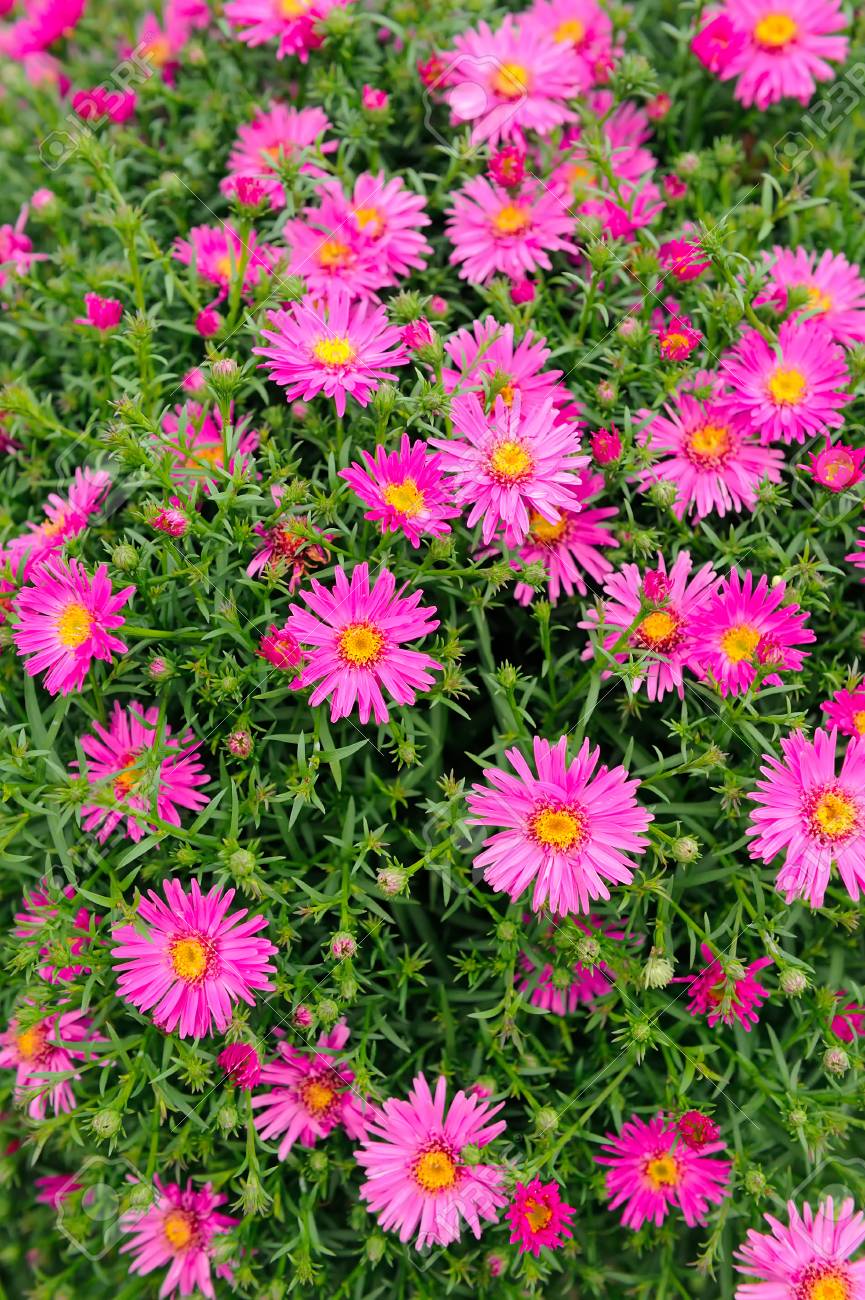 ピンクの新しいニューヨーク アスターの花 の写真素材 画像素材 Image ピンクの新しいニューヨーク アスターの花 の写真素材 画像素材 Image