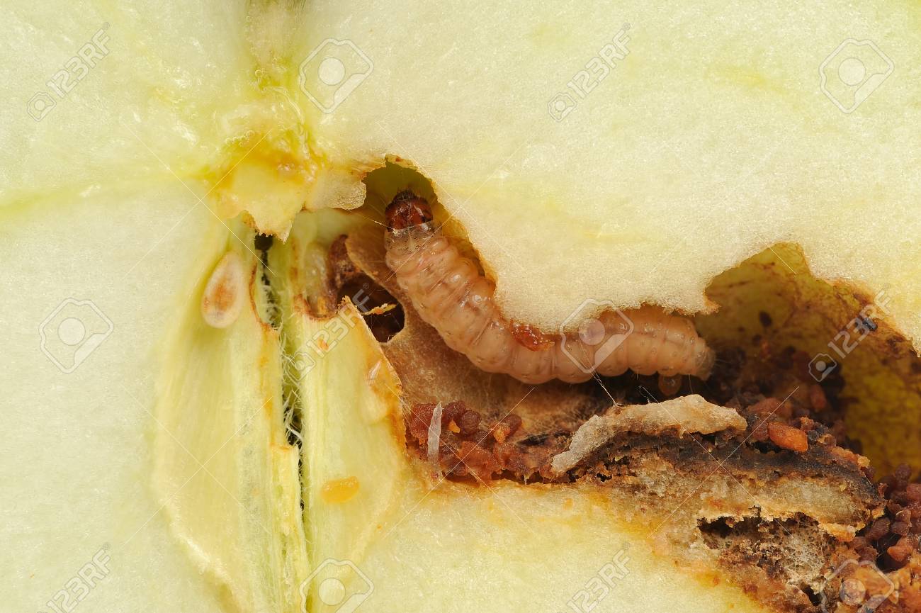 Яблоневая плодожорка: эффективные весенние методы защиты урожая