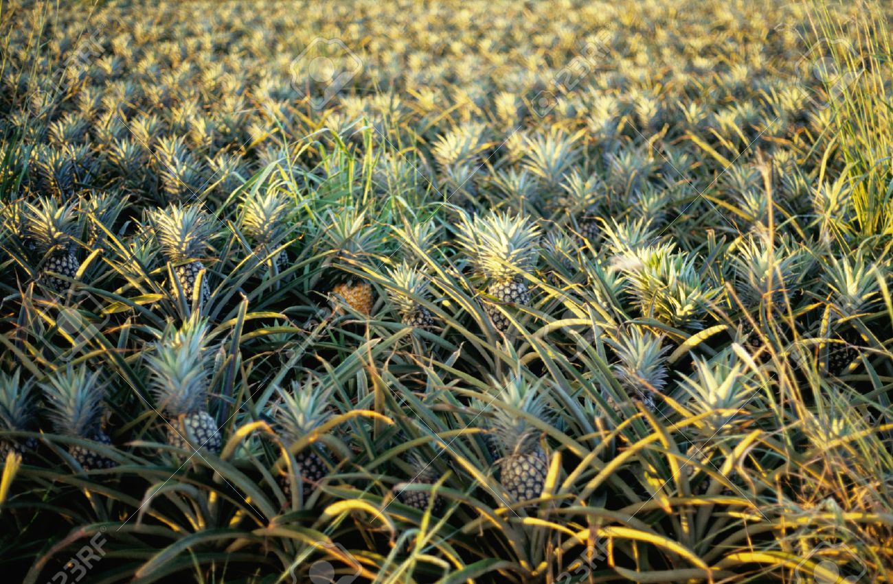 Ananasplantage Auf Der Insel Oahu, Hawaii In Der Abendsonne Stock 