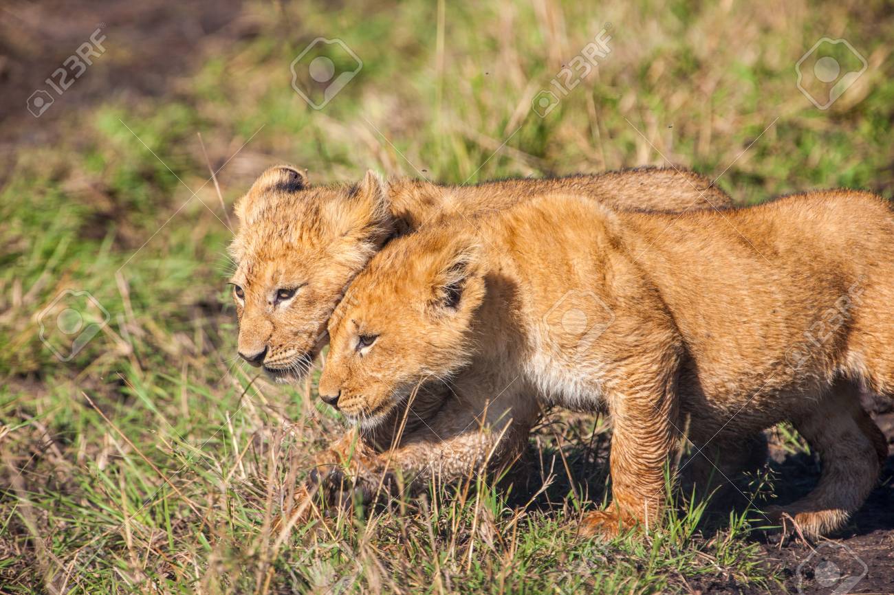 ライオンの子供 の写真素材 画像素材 Image