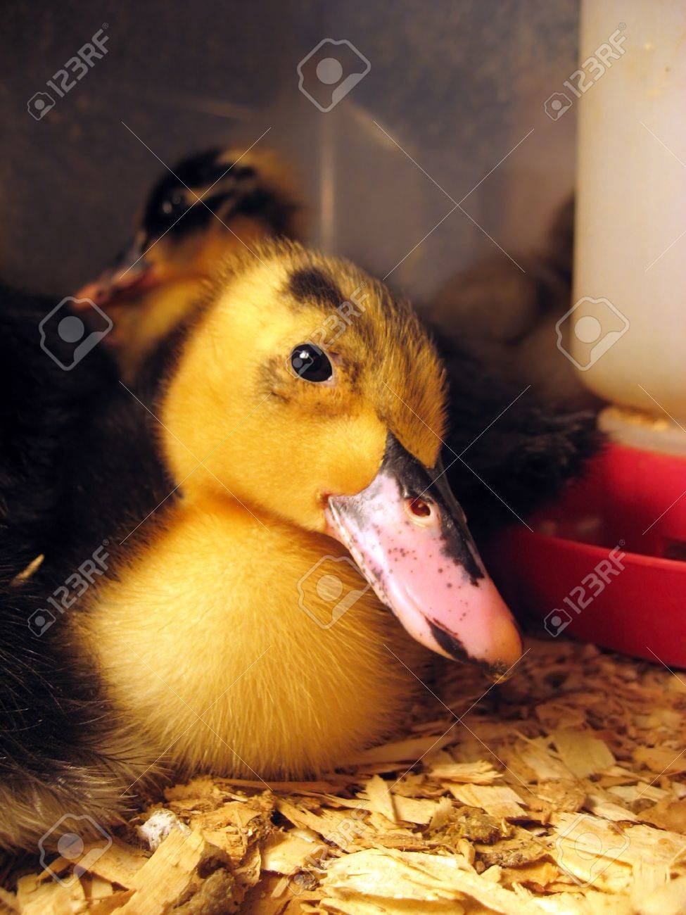 A Les Yeux Ecarquilles Bebe Canard Floue Jaune Et Noir Regarde Le Spectateur A L Interieur D Une Boite De Canetons Et De Copeaux De Bois Banque D Images Et Photos Libres De Droits Image A Les Yeux Ecarquilles Bebe Canard Floue Jaune Et Noir Regarde Le Spectateur A L Interieur D Une Boite De Canetons Et De Copeaux De Bois Banque D Images Et Photos Libres De Droits Image