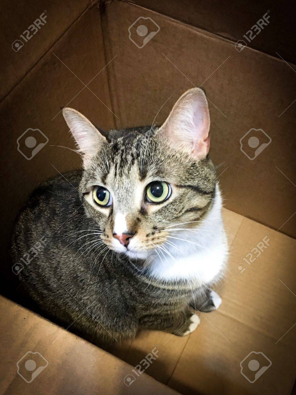 Chat Tigre Raye Marron Jouant Dans Une Boite Banque D Images Et Photos Libres De Droits Image