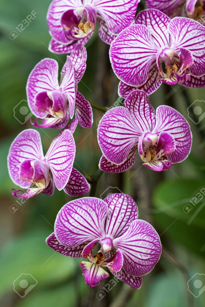 etiam-dictum-ipsum-a-felis