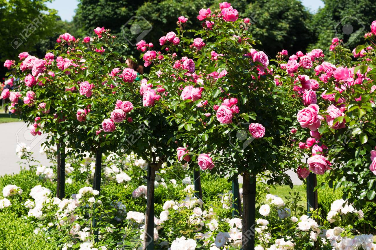 グランド カバーのバラ の写真素材 画像素材 Image