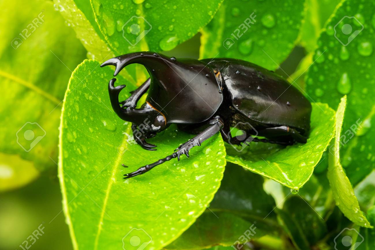 close up of animal sit on leaf with raindrops - 114825803 close up of animal sit on leaf with raindrops - 114825803