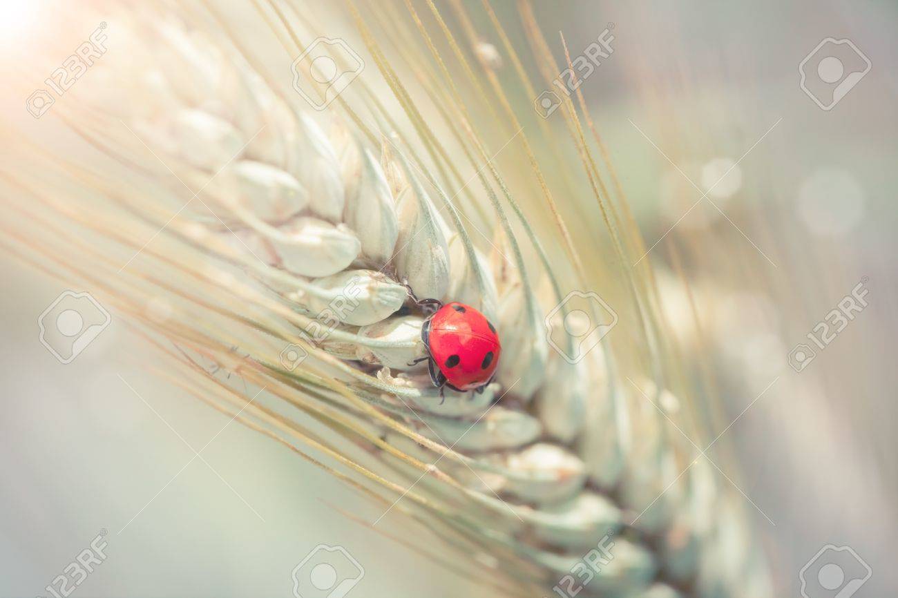 麦畑でスパイクでかわいいてんとう虫 の写真素材 画像素材 Image