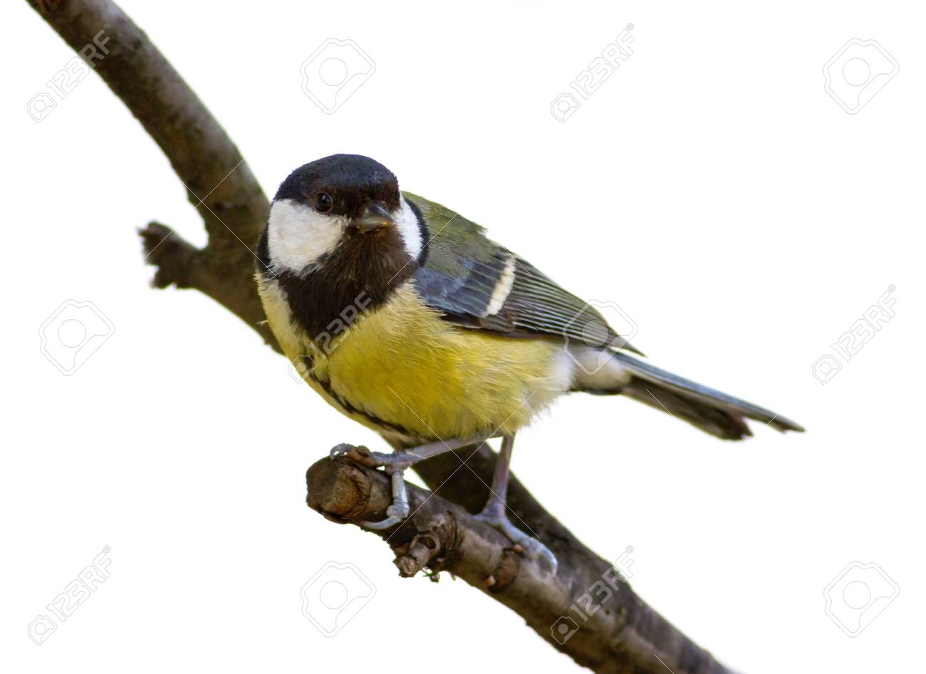 etiam-dictum-ipsum-a-felis