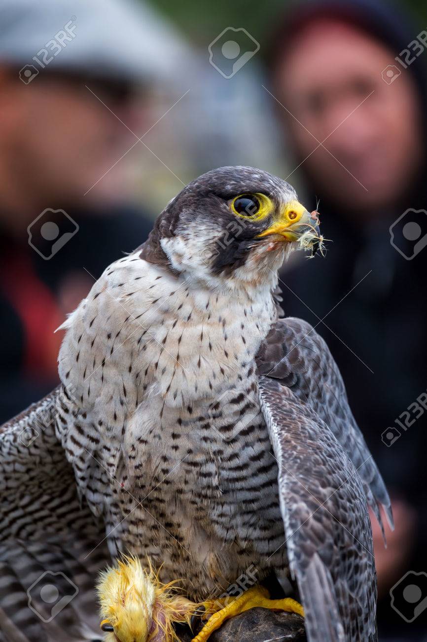 Peregrine Falcon Falco Peregrinus These Birds Are The