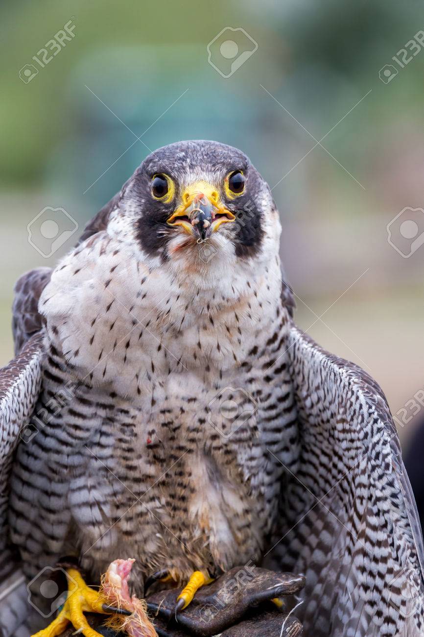 Peregrine Falcon Falco Peregrinus These Birds Are The Fastest