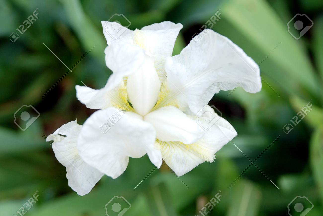 etiam-dictum-ipsum-a-felis