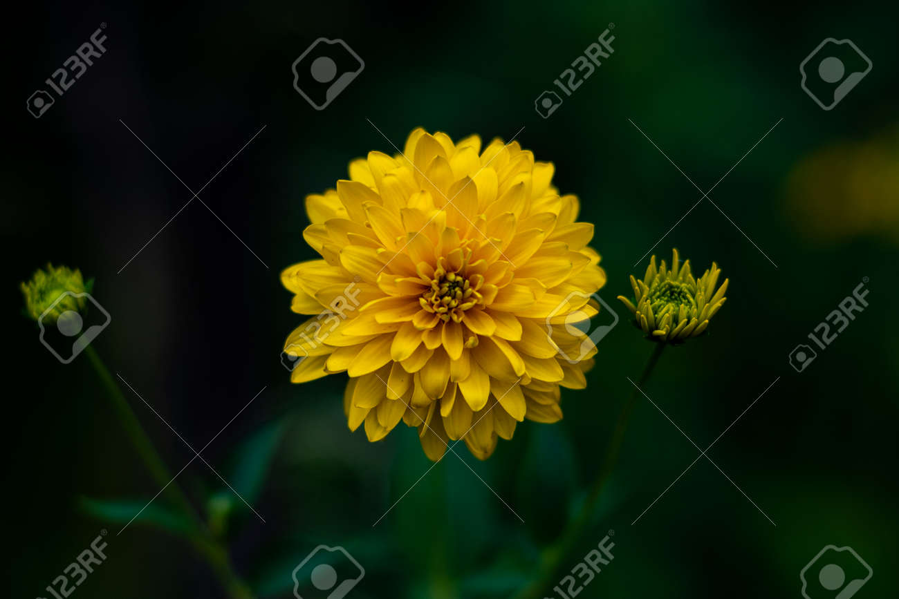 黄色い花 シルクスクリーン AP 1/50 黄色い花 シルクスクリーン AP 1/50