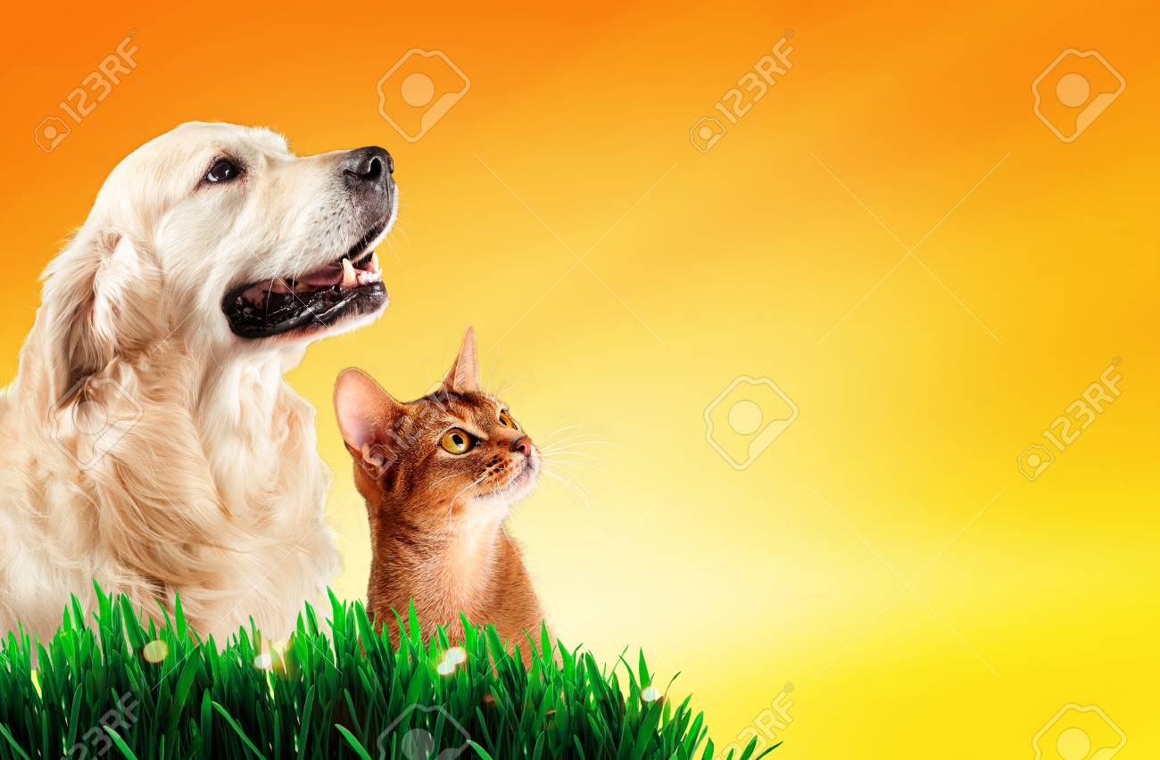 犬と猫の草の春概念上一緒に の写真素材 画像素材 Image