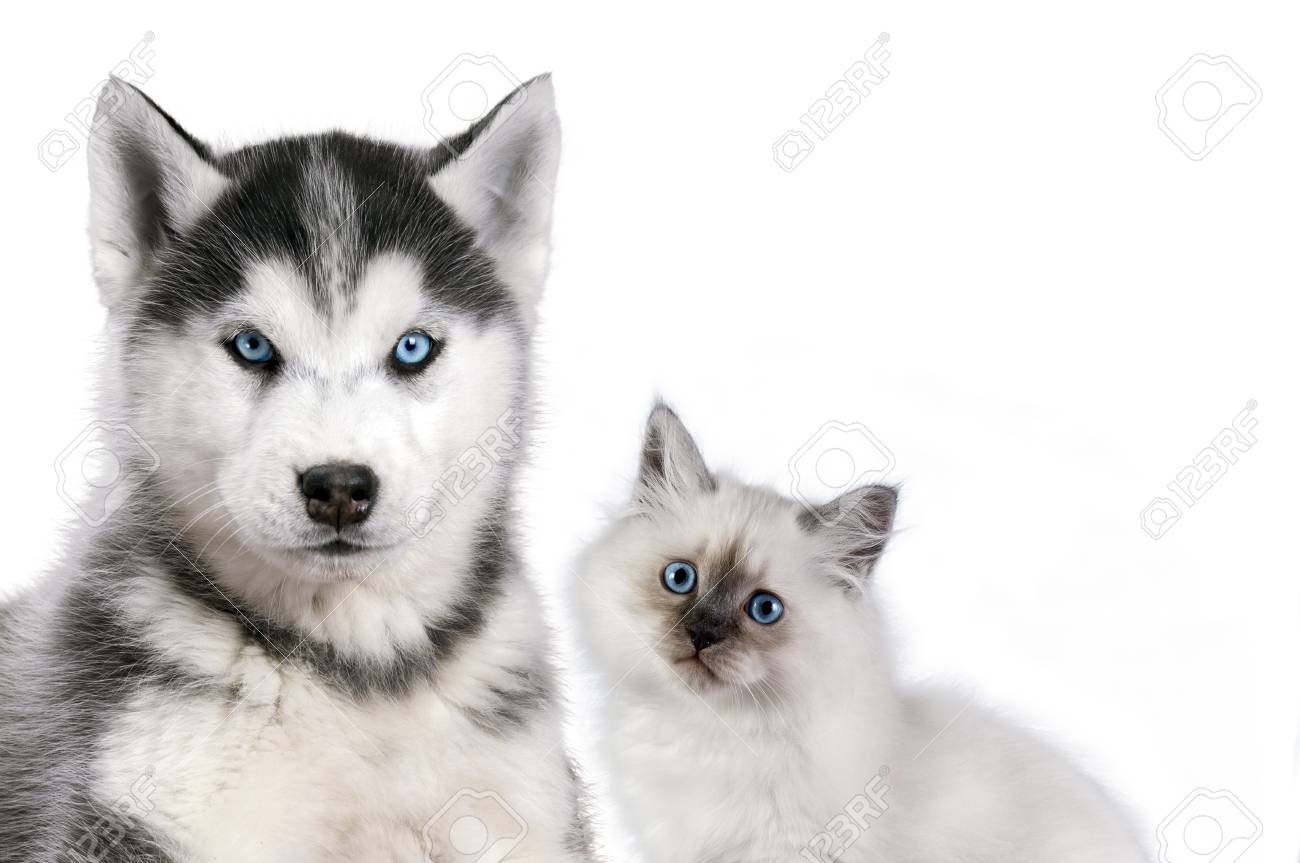 Ce Chien Et Ce Chat Adorent Faire De La Randonnée Ensemble