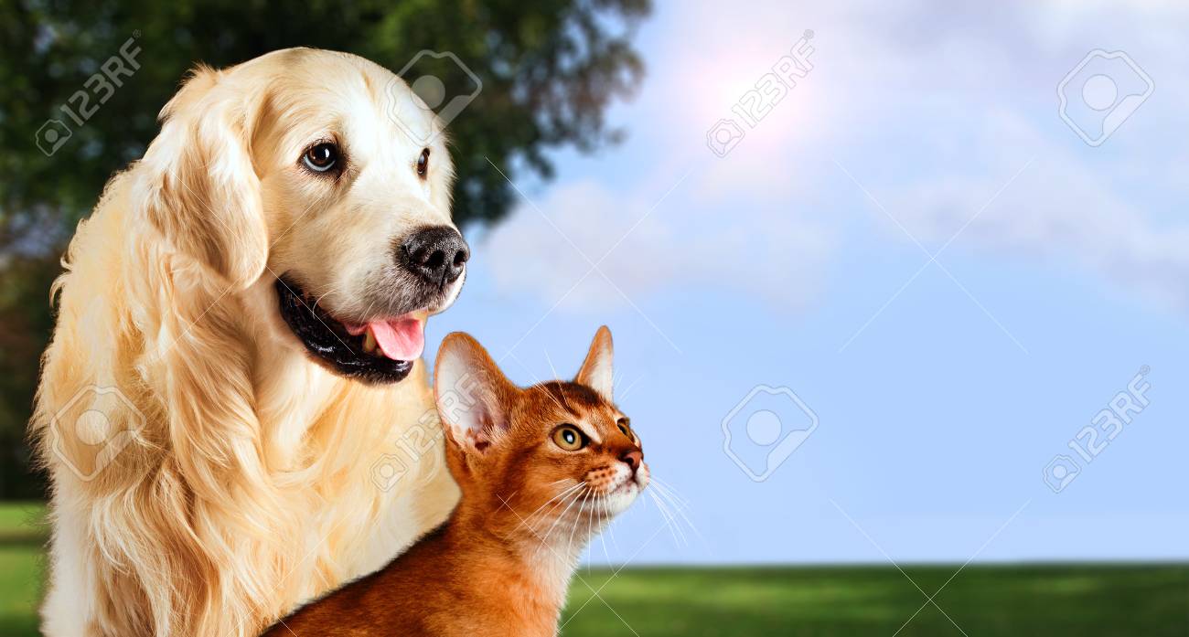 Cat and dog, abyssinian cat, golden retriever together on peaceful nature background. - 87985150 Cat and dog, abyssinian cat, golden retriever together on peaceful nature background. - 87985150