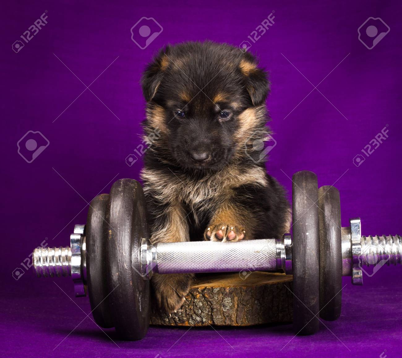 purple german shepherd