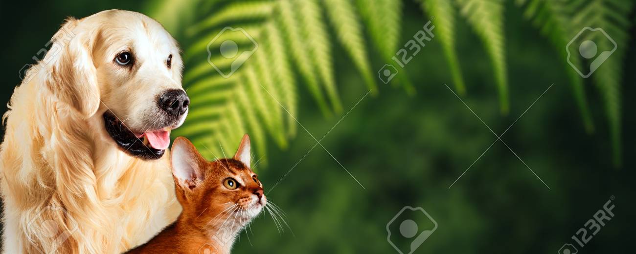 Cat and dog, abyssinian cat, golden retriever together on natural green background. Nice concept for represent healthy food or vitamins for pets. - 102663983 Cat and dog, abyssinian cat, golden retriever together on natural green background. Nice concept for represent healthy food or vitamins for pets. - 102663983