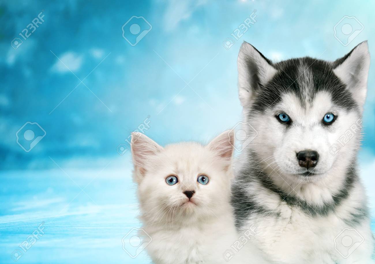 siberian husky and cats