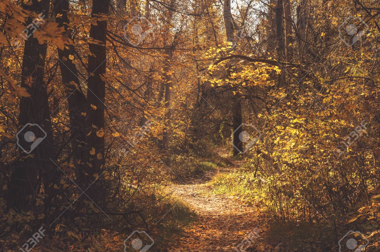 Autumn path trail in the scenic picturesque forest. Mood fall landscape - 131707158 Autumn path trail in the scenic picturesque forest. Mood fall landscape - 131707158