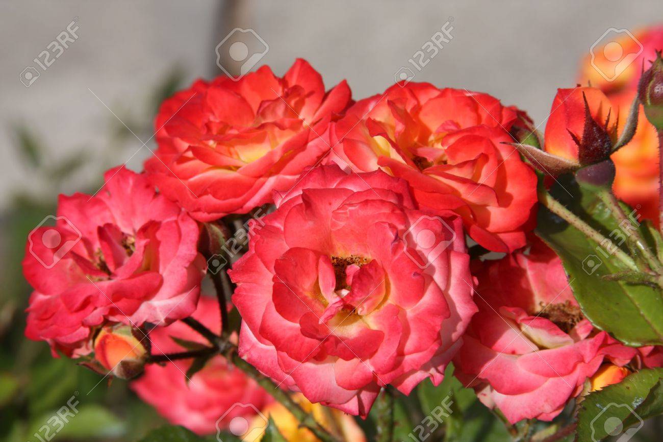 Different Shades Of Red blooming roses of different shades of red, crimson, yellow and Different Shades Of Red blooming roses of different shades of red, crimson, yellow and