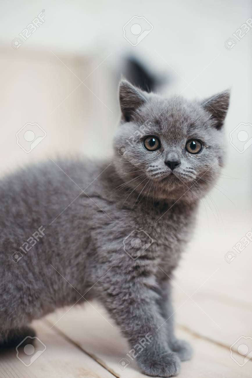 Cute gray kitten in wicker basket isolated on white - 50799382 Cute gray kitten in wicker basket isolated on white - 50799382