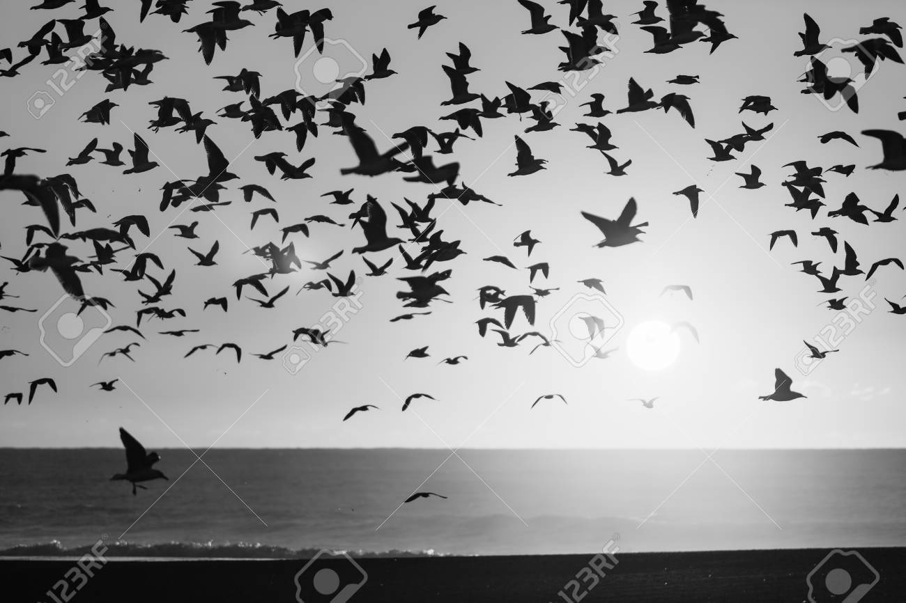 海カモメのシルエットの群れ 黒と白の写真 の写真素材 画像素材 Image