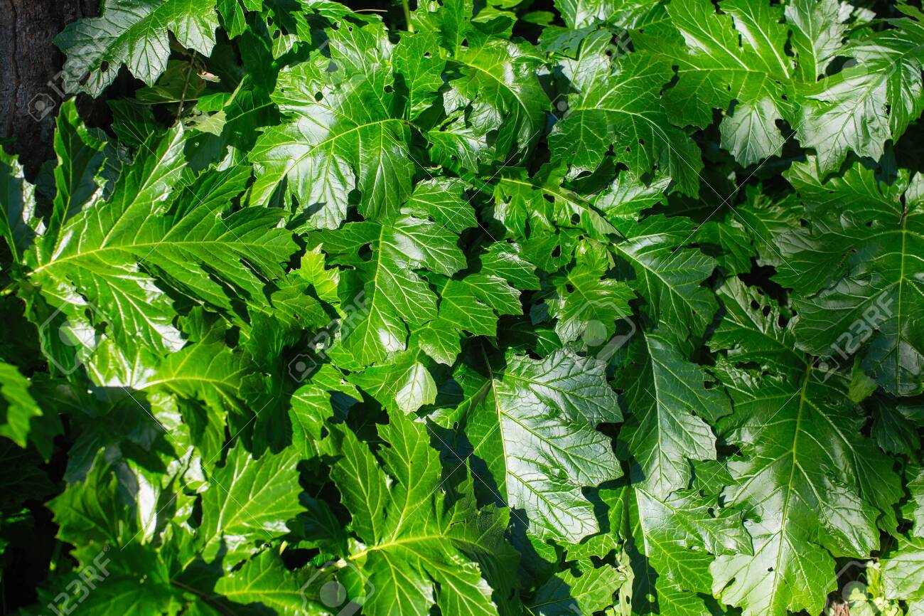 Texture Of Acanthus Mollis Commonly Known As Bear S Breeches Stock Photo Picture And Royalty Free Image Image 139252678