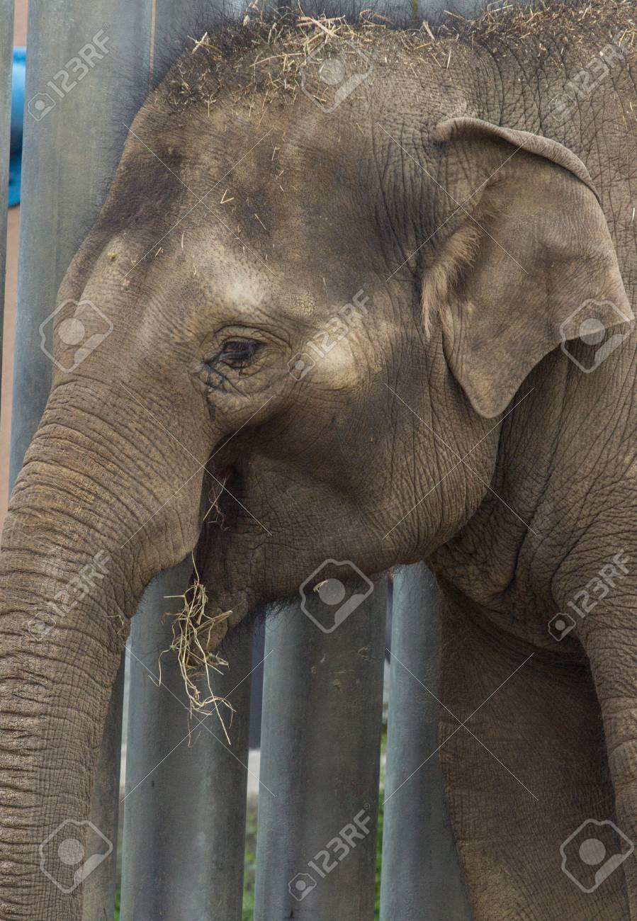 Smiling Elephant Baby In The Park Stock Photo Picture And Royalty Free Image Image