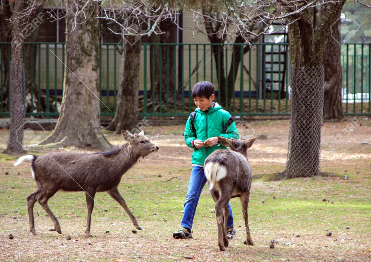 奈良公園で鹿と遊ぶ少年 の写真素材 画像素材 Image