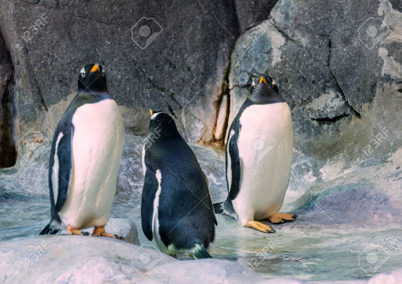 couple of gentoo penguins on the rock cute animals closeup stock