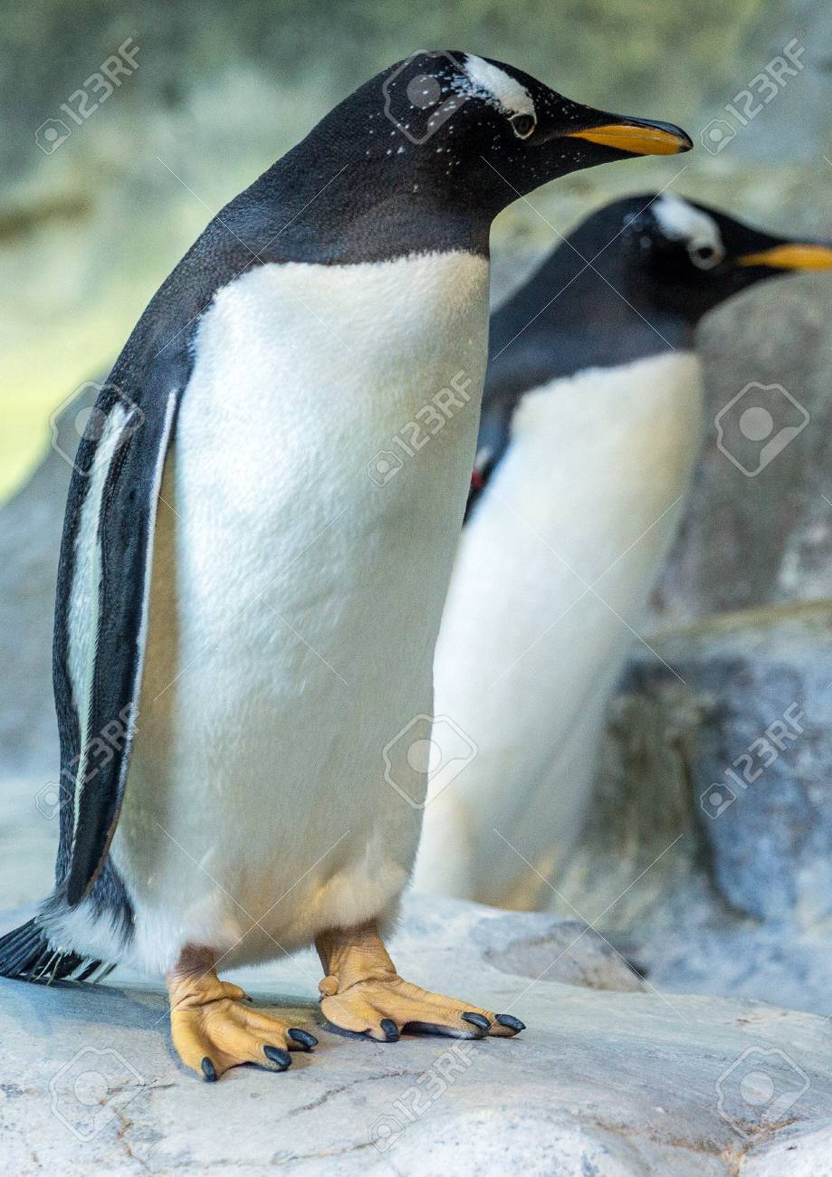 tow gentoo penguins on the rock cute animals closeup funny stock
