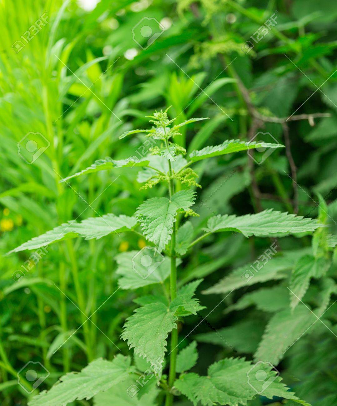 que es la planta ortiga verde que es la planta ortiga verde