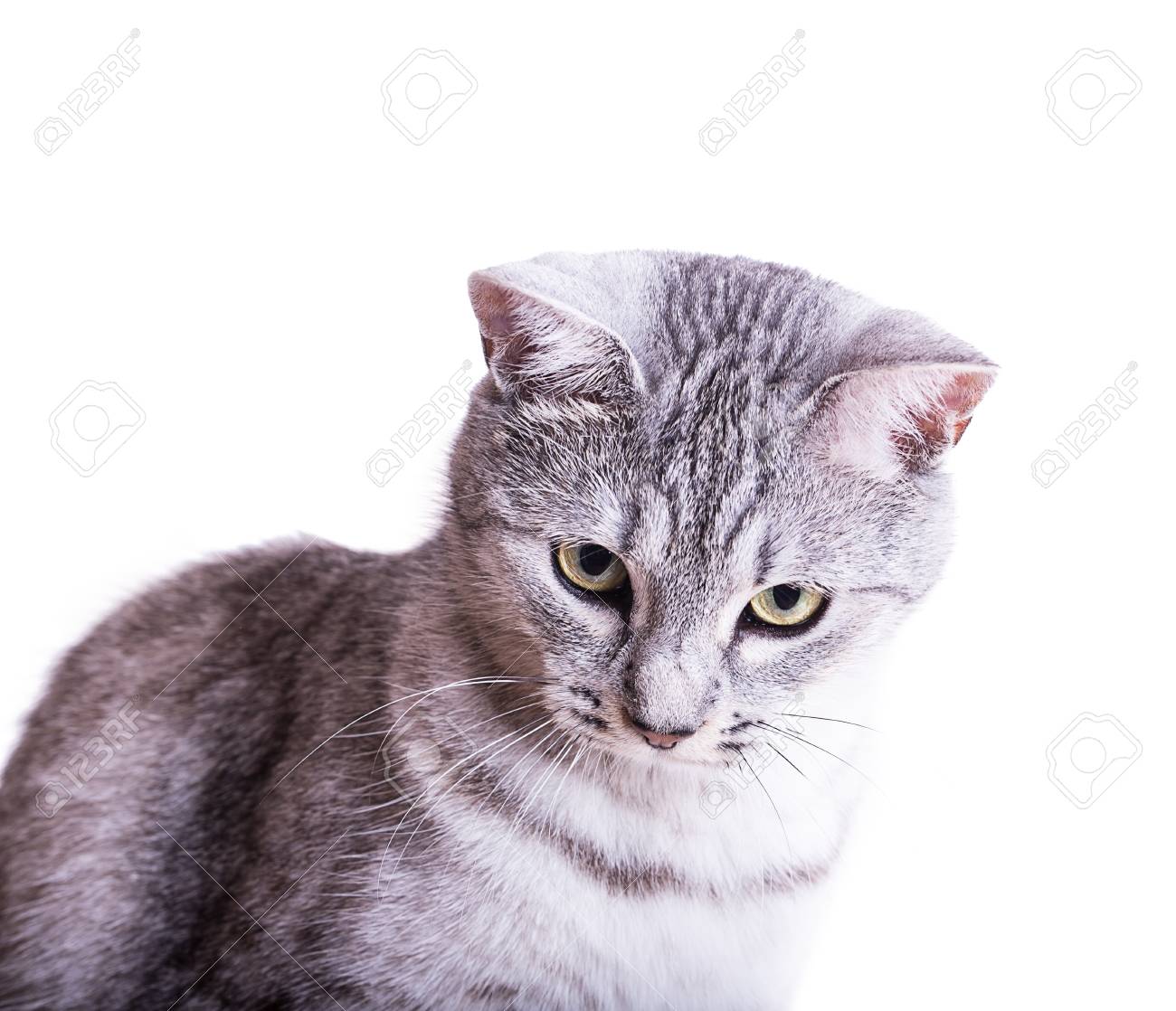 Gray Tabby Striped Cat Isolated On White Background