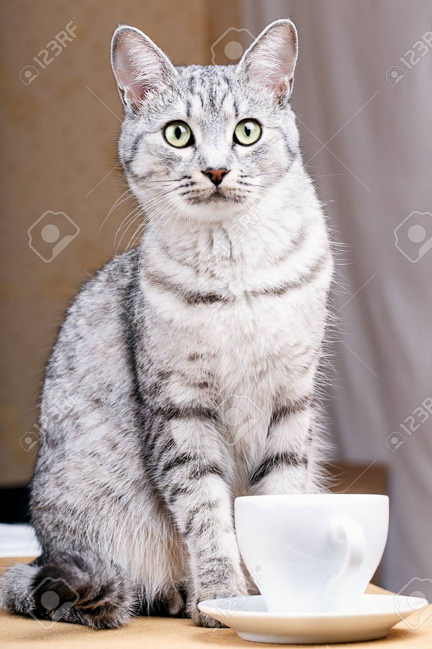 Le The Blanc Tasse De Cafe Chat Banque D Images Et Photos Libres De Droits Image