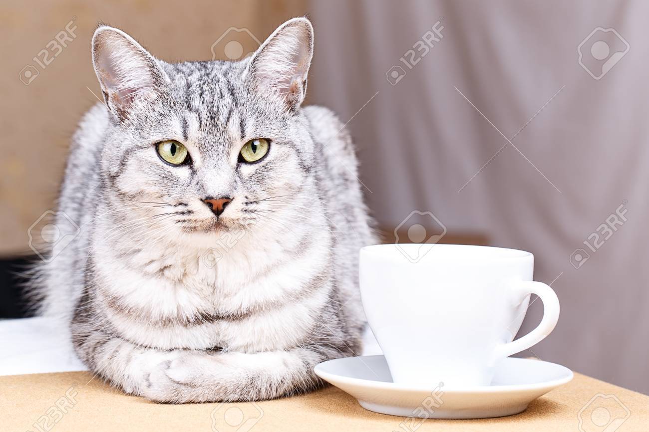 Le The Blanc Tasse De Cafe Chat Banque D Images Et Photos Libres De Droits Image