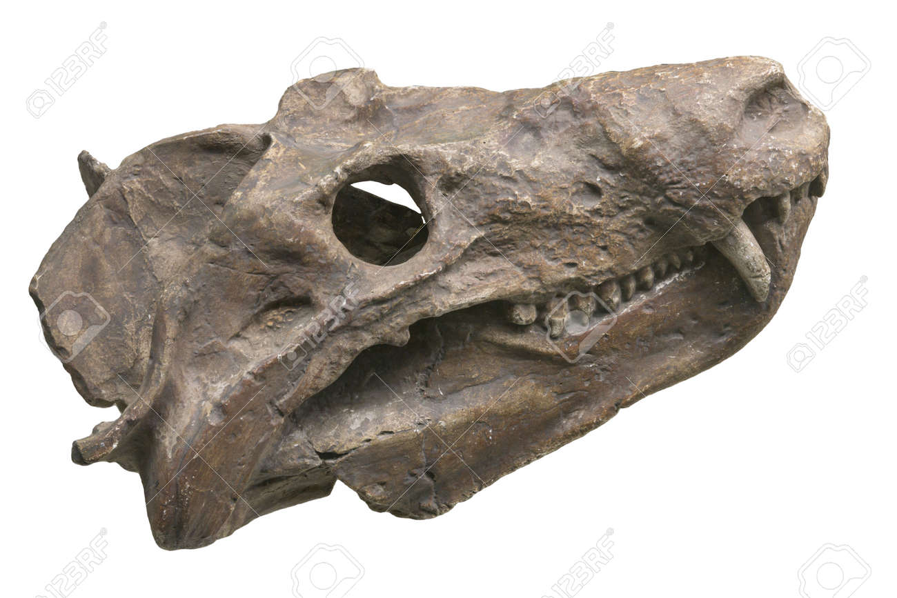 化石 その54 恐竜？ 絶滅した動物？ 頭蓋骨の化石 詳細不明 新種だった！恐竜「竜脚類」の頭蓋骨の化石がほぼ完全な形で発見