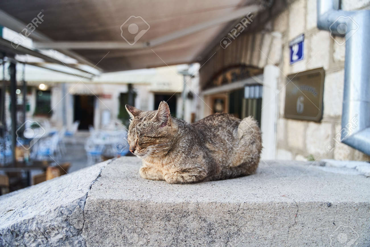 etiam-dictum-ipsum-a-felis
