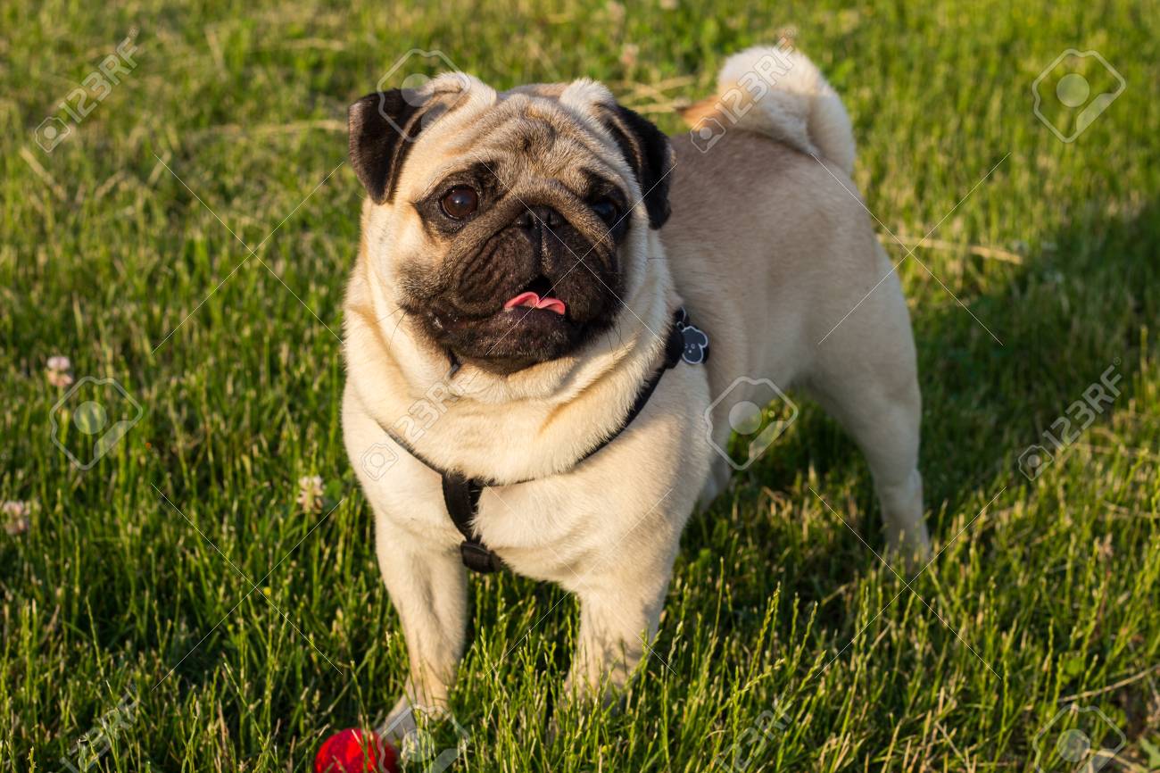 wire haired terrier chihuahua