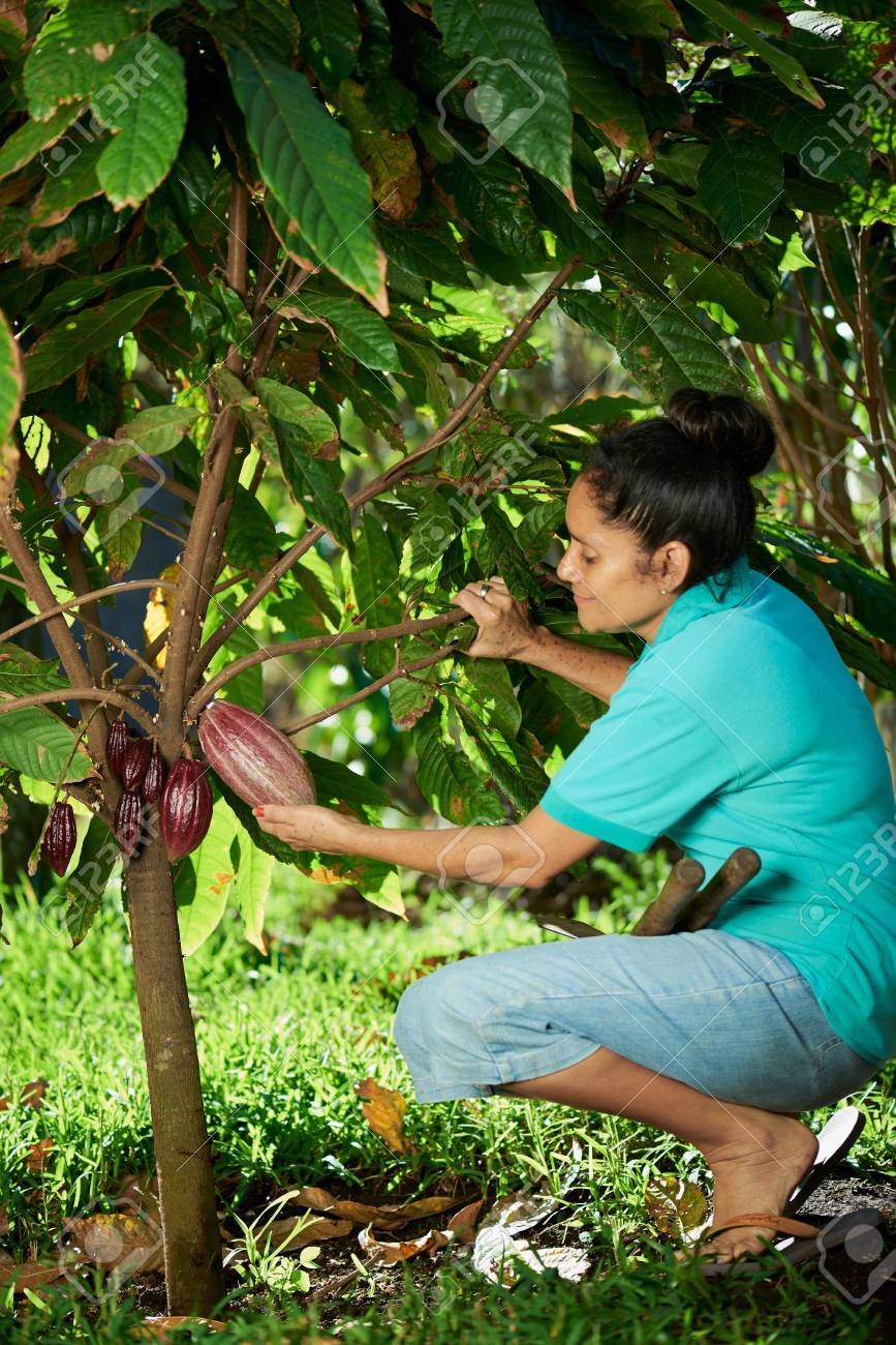 woman farmer hold red cacao pod on tree - 53750590 woman farmer hold red cacao pod on tree - 53750590