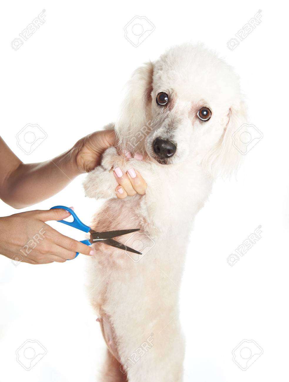 corte de pelo poodle hembra