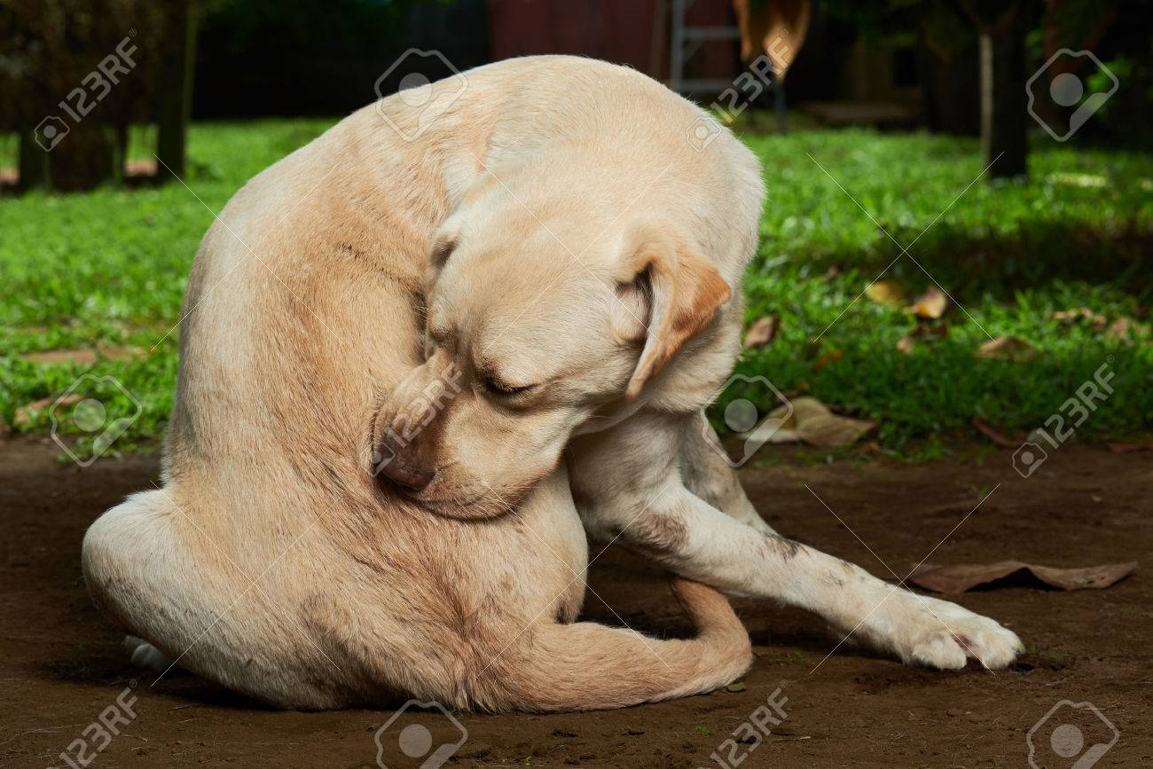 scratching himself dog outside in green garden - 63870280 scratching himself dog outside in green garden - 63870280