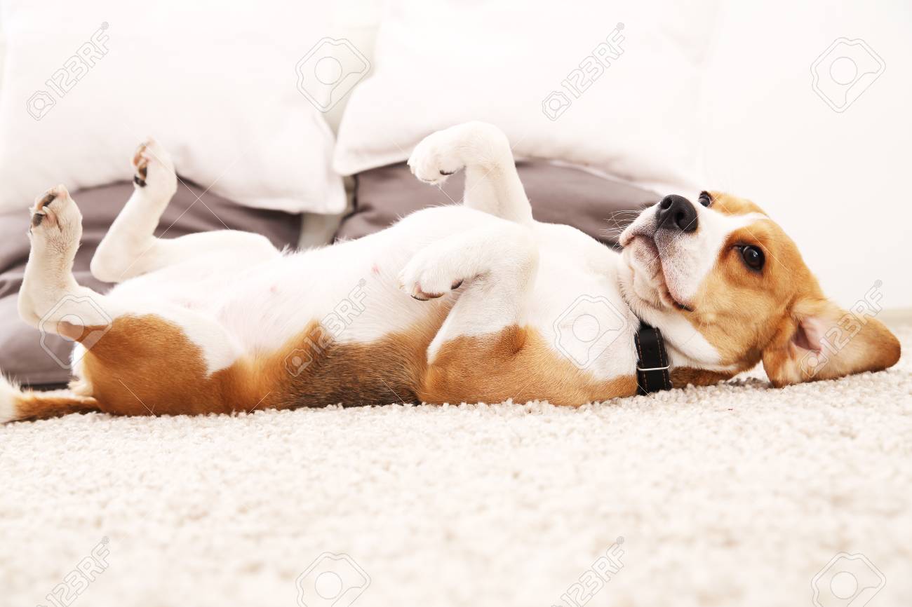 Funny Beagle At Home Dog Lie On Carpet On Its Back Dog With Big Ears Stock Photo Picture And Royalty Free Image Image 67920273