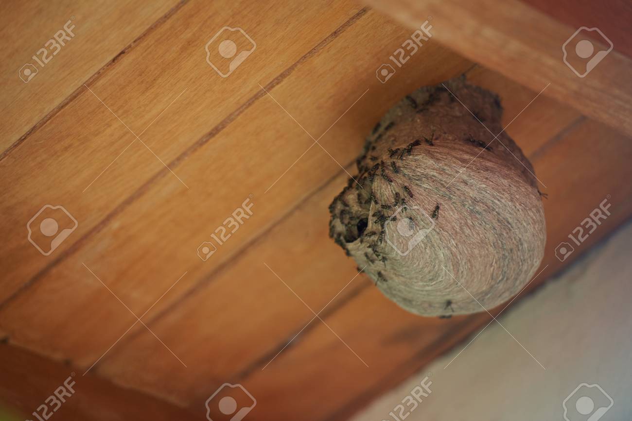 Gefahrliches Nest Von Wespen Unter Holzernem Dach Des Hauses