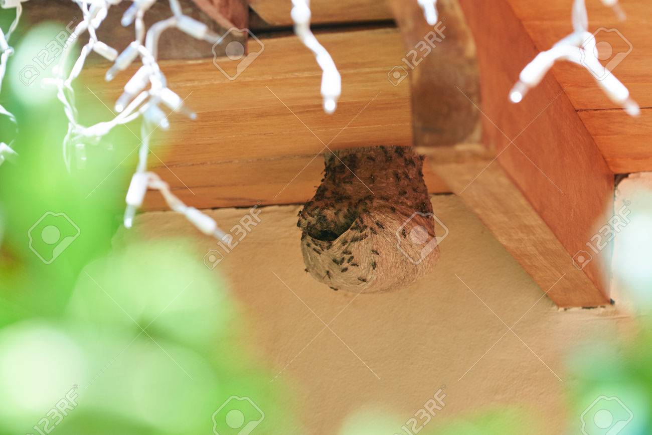 Big Biene Wespen Nest Auf Dach Haus Zu Hause In Der Nahe Yp